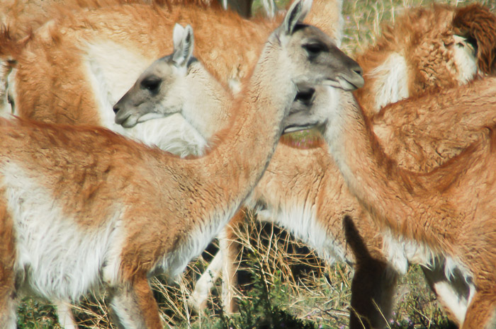 Guanacos