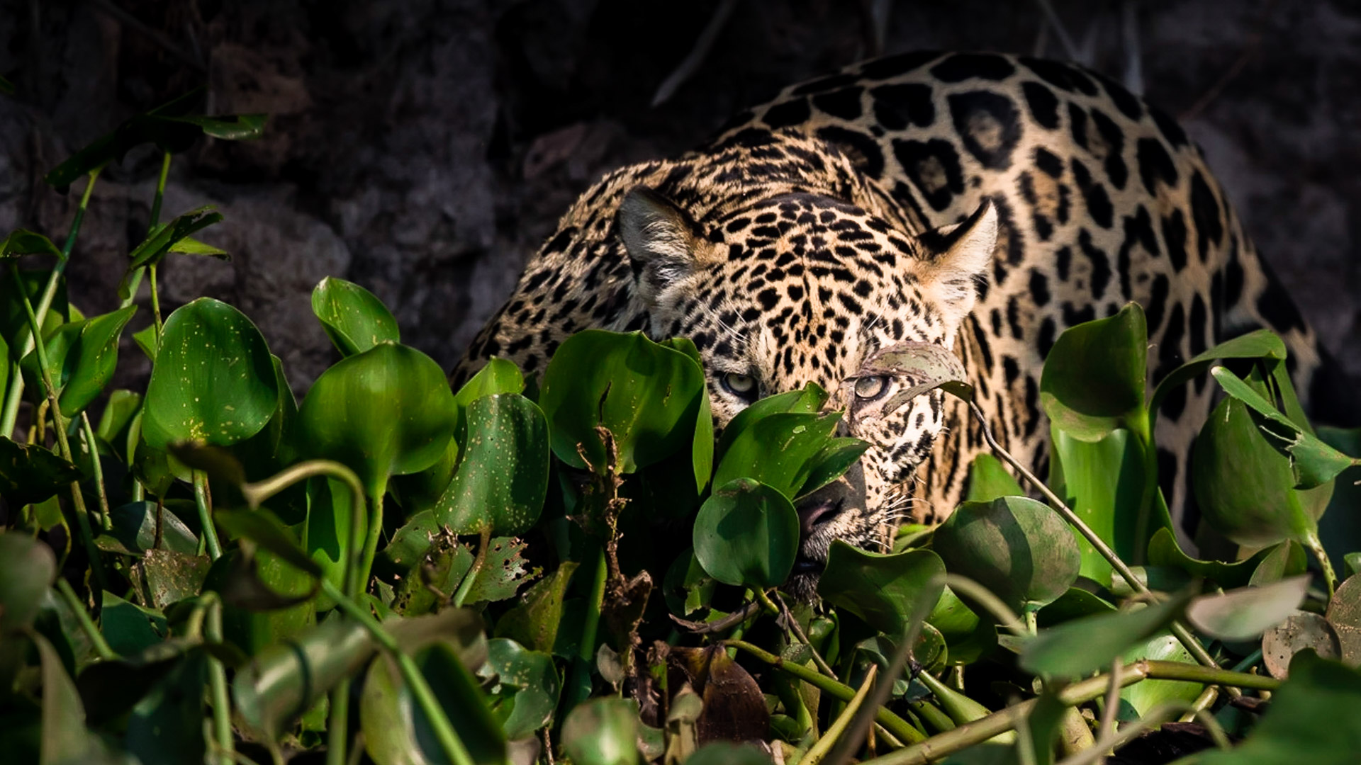 Pantanal jaguar
