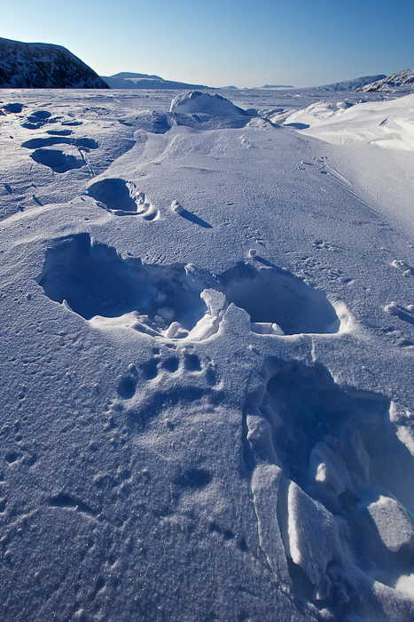 Bear tracks