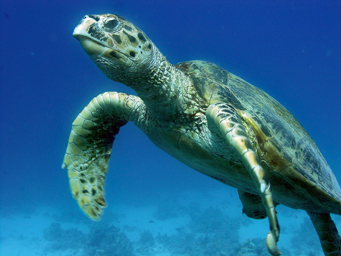 Hawksbill turtle