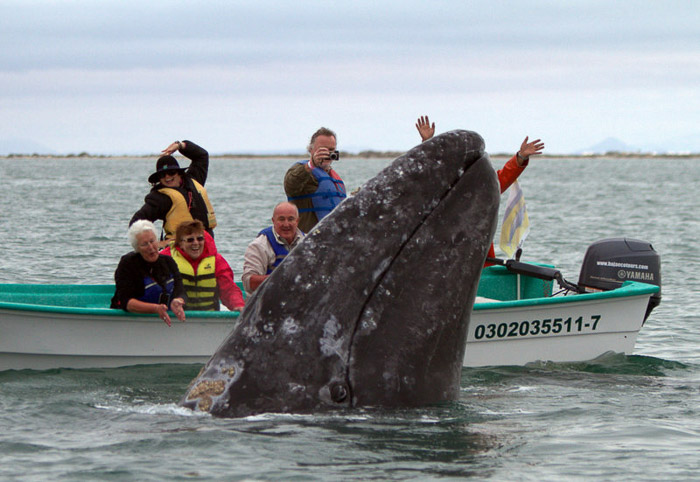 Whale wathcing