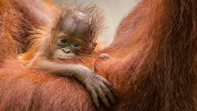 Orangutan