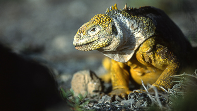 Lang Iguana
